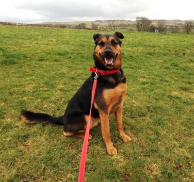 Charity Animal Rescue Cumbria dog.JPG